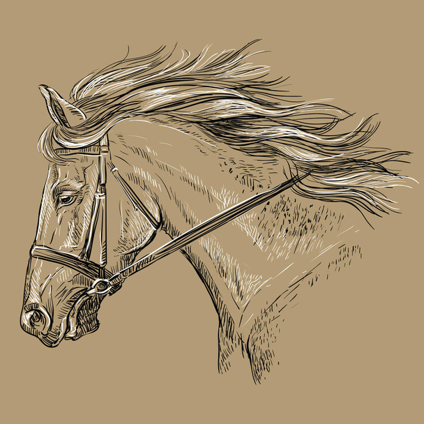 Портрет коня коричневий 30
 - Вектор, зображення