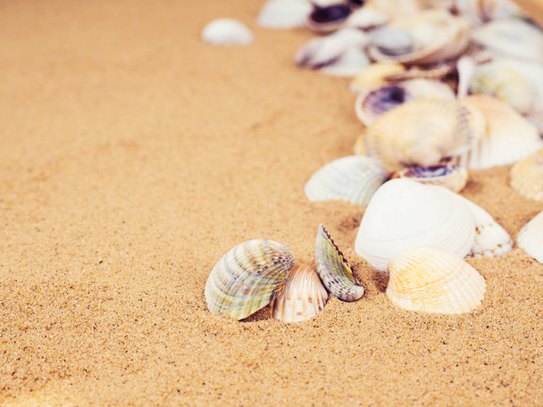 Sand, Muscheln und Seesterne von oben mit Platz für Text. Reise, Meer, Urlaubskonzept. Muscheln auf Sand. Sommer Strand Hintergrund. Ansicht von oben - Foto, Bild