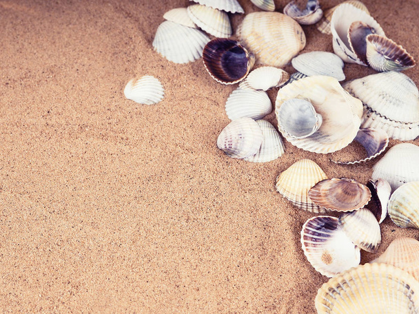 sand, shells and starfish top view with place for text. Travel, sea, vacation concept. Sea shells on sand. Summer beach background. Top view - Photo, Image