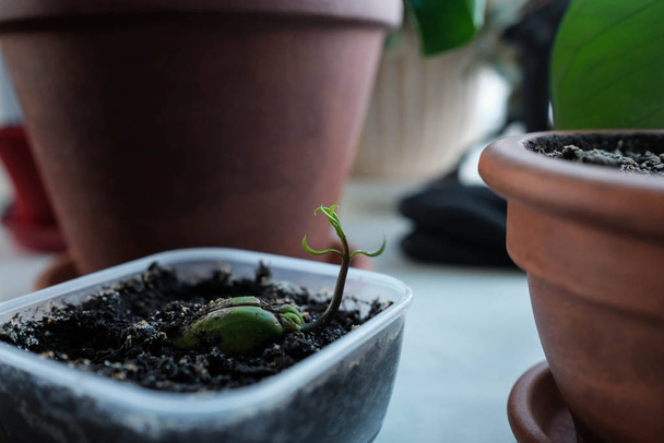 Young sprout. Sprouted mango seed. Plant grows in a container - Photo, Image