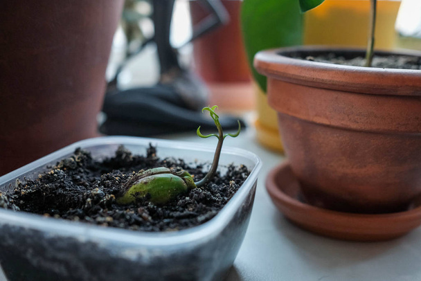 Jonge spruit. Trots mangozaadje. Plant groeit in een container - Foto, afbeelding