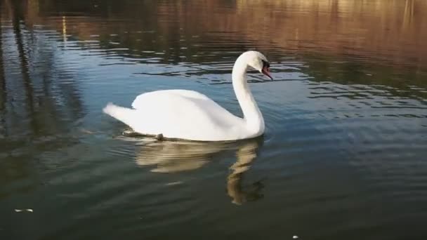 Un cisne blanco nada en el lago cerca de la orilla por la mañana
. - Metraje, vídeo