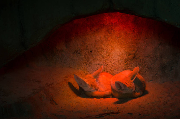 巨大な耳と長いふわふわの尾が洞窟の暖かい赤い光の下で眠っている2つのフェニックキツネ - 写真・画像