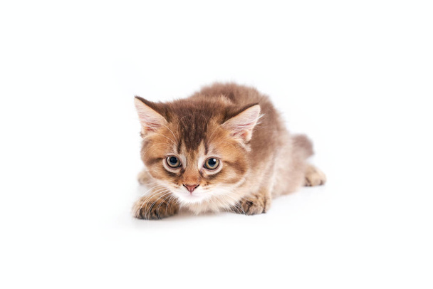 Front view of kitten in hunting pose. - Valokuva, kuva