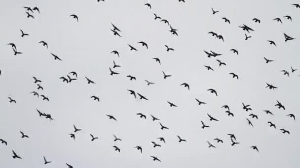 rebanho de pombos voando rápido em círculos
 - Filmagem, Vídeo