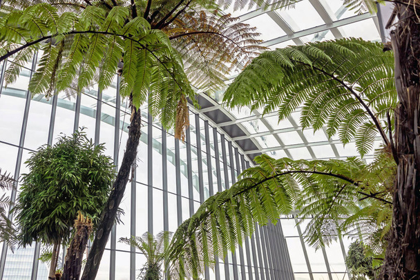 Modern interior with green plants at Sky garden in London - Photo, Image