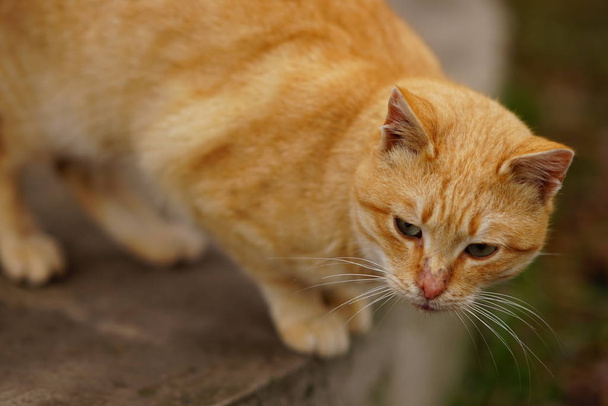 Πορτρέτο μιας κόκκινης γάτας στο δρόμο, προσεκτική ματιά. - Φωτογραφία, εικόνα