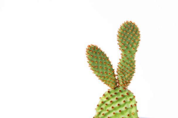 Cactus with thorns on white background. - Φωτογραφία, εικόνα