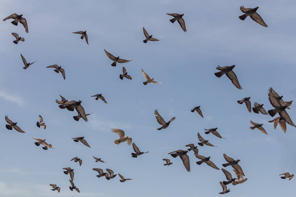 Большая группа серых голубей летит в голубом небе
 - Фото, изображение