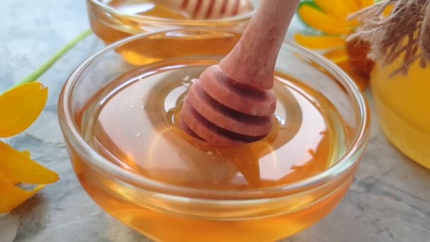 verse honing bloem Calendula op concrete achtergrond - Video