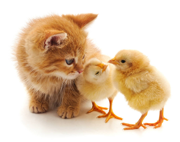 Kitten and chickens. - Zdjęcie, obraz