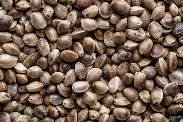  Many Cannabis seeds. Macro detail of marijuana seed. Organic He - Foto, imagen