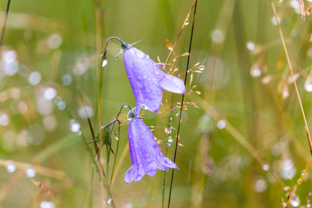 Campanula rotundifolia, Skotlannin Bluebell
 - Valokuva, kuva