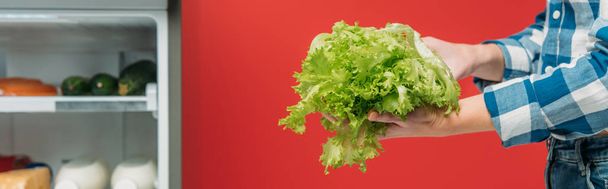 cropped view of woman holding lettuce near open fridge with fresh food on shelves isolated on red, panoramic shot - Foto, Imagen