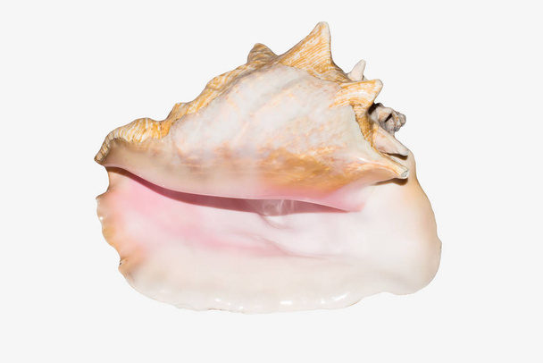 Sea shell on white background.Background with sea shells. - Fotó, kép