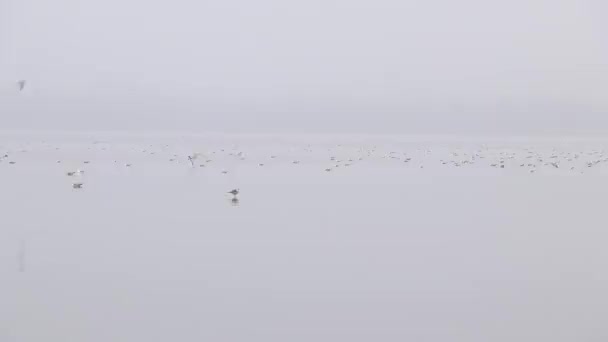 Hejno racků plave podél Dněpru ve městě Dněpru na Ukrajině za mlhavého rána - Záběry, video