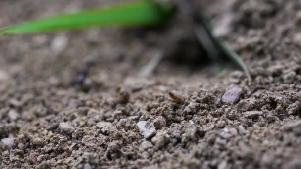 Comece a construir o buraco de escavação de formigueiro no solo
 - Filmagem, Vídeo