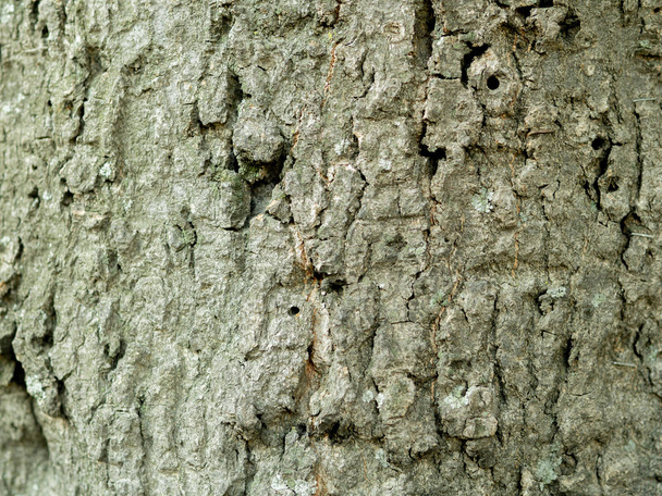 Textura de corteza de árbol vivo de primer plano. Fondo de madera vista frontal
 - Foto, imagen