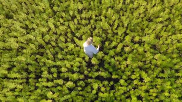 Luchtfoto van wetenschapper op het veld observeren Cbd hennep bloemen met vergrootglas. Hij glimlacht. Medicinale en recreatieve marihuanaplanten. - Video