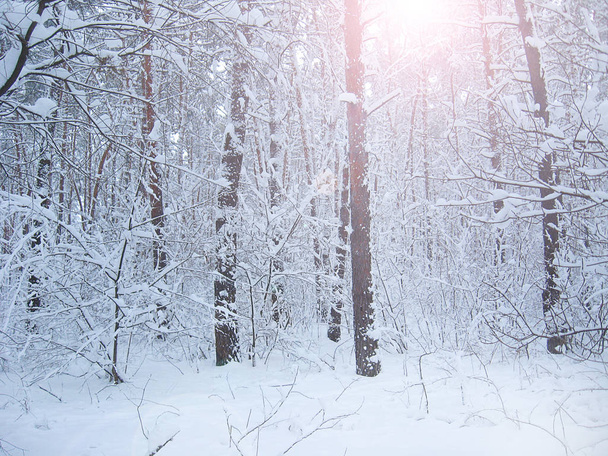 schöne Landschaft im Winterwald. Schneelandschaft im Wald - Foto, Bild