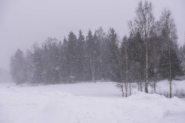 Chute de neige près de la forêt. Météo venteuse
. - Photo, image