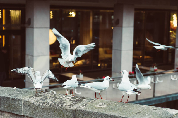Група птахів, що зупиняються
 - Фото, зображення