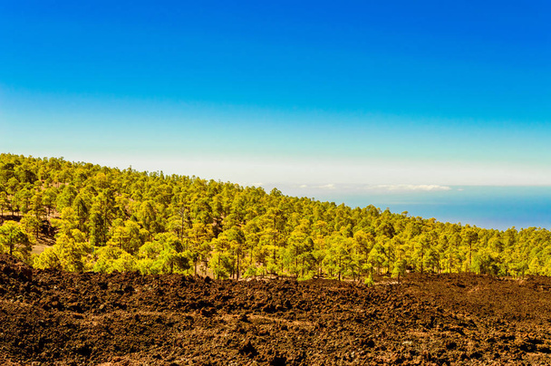 Belle forêt de sapins dans les sables volcaniques arides dans le parc national El Teide. 13 avril 2019. Santa Cruz De Tenerife Espagne Afrique. Tourisme de voyage Photographie de rue
. - Photo, image