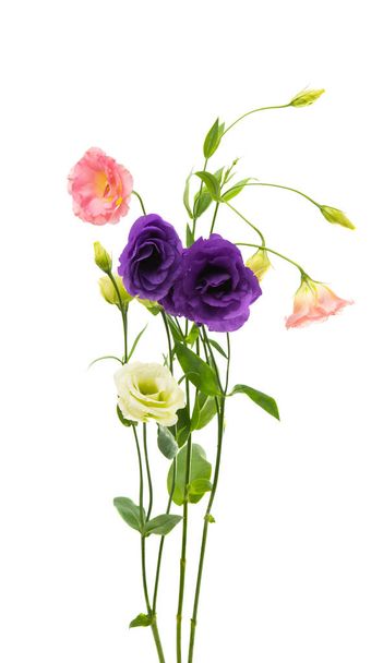 EUSTOMA λουλούδια απομονωμένες  - Φωτογραφία, εικόνα