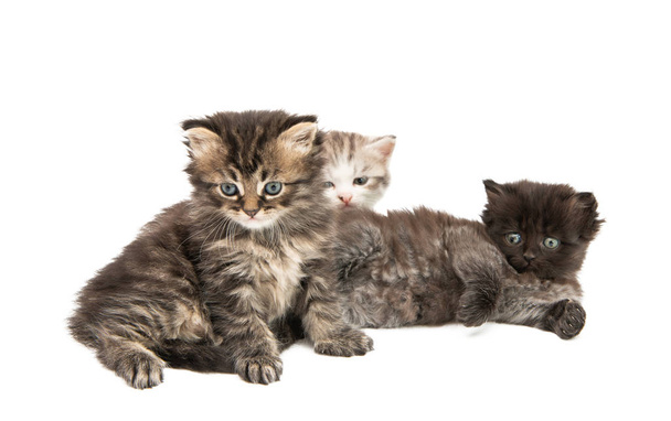 пухнасті маленькі кошенята ізольовані
  - Фото, зображення