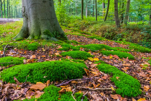common hair moss growing in the liesbos forest of breda, the netherlands, Dutch woods scenery - Photo, Image