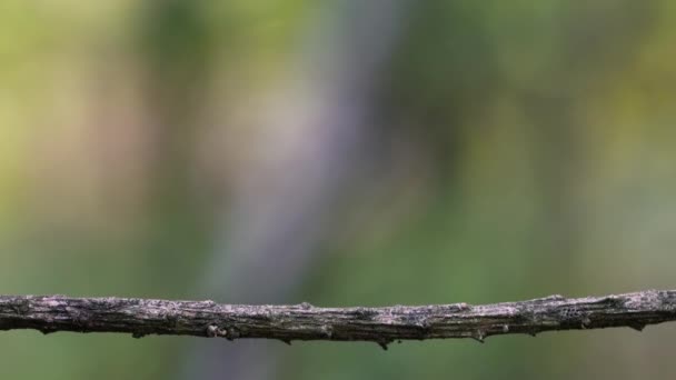 Las hormigas pasan por una rama seca y delgada
 - Imágenes, Vídeo