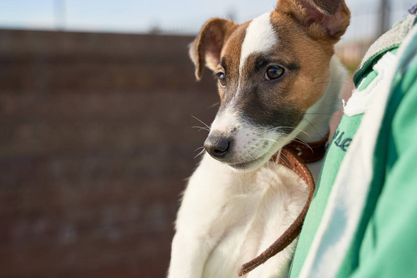 kleiner süßer Welpe Russell Terrier sitzt auf Händen - Foto, Bild