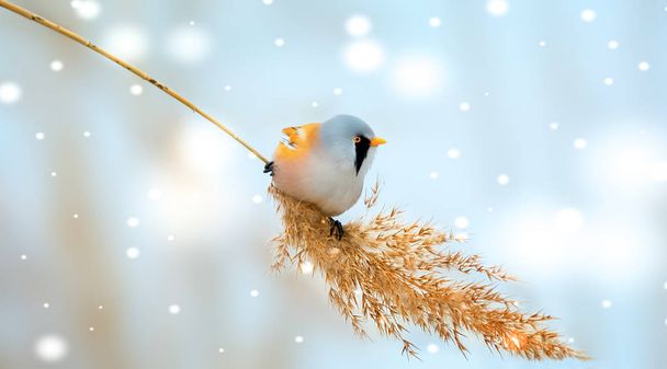 Beautiful nature scene with Bearded Parrotbill Panurus biarmicus. Wildlife shot of Bearded Parrotbill Panurus biarmicus on the grass, winter, sitting on a blade of grass. - Photo, Image
