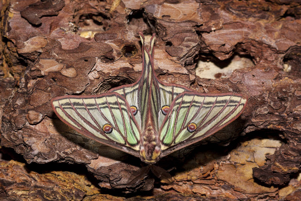 Borboleta nocturna, linda borboleta elisabetana. Insetos na natureza. No Parque Nacional da Serra de Guadarrama, Madrid e Segóvia
 - Foto, Imagem