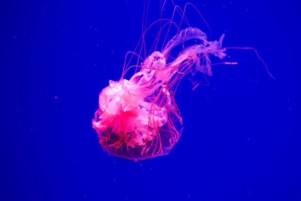 Jellyfish swim in the aquarium. Beautiful jellyfish, jellyfish in a neon light. Underwater life in the sea of jellyfish. - Фото, изображение
