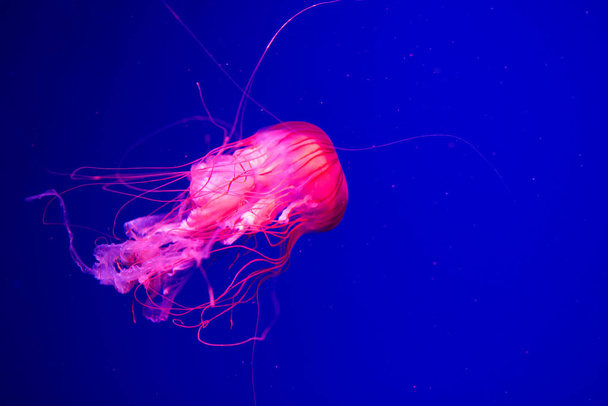 Jellyfish swim in the aquarium. Beautiful jellyfish, jellyfish in a neon light. Underwater life in the sea of jellyfish. - 写真・画像