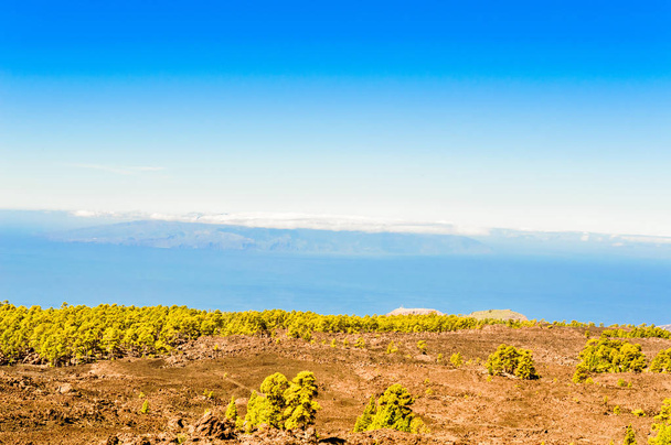 Firs περιβάλλεται από ηφαιστειακά πετρώματα με φόντο τον Ατλαντικό Ωκεανό στο El Teide Εθνικό Πάρκο. 13 Απριλίου 2019. Santa Cruz De Tenerife Ισπανία Αφρική. Τουριστικός τουρισμός Street Photography. - Φωτογραφία, εικόνα