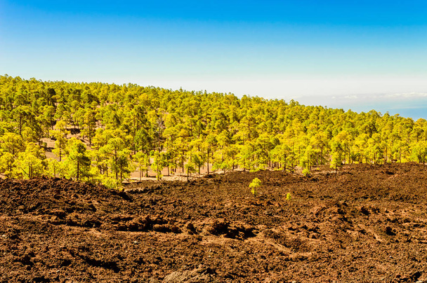 Gyönyörű Fir Forest az Arid vulkanikus homok El Teide Nemzeti Park. 2019. április 13. Santa Cruz De Tenerife Spanyolország Afrika. Utazás Turizmus Street Photography. - Fotó, kép