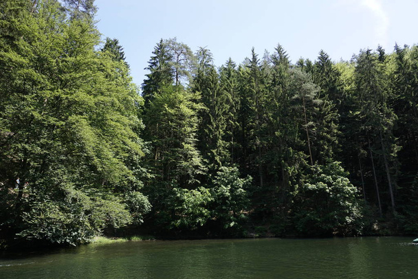 A floresta em torno do Amselsee em Kurort Rathen
 - Foto, Imagem