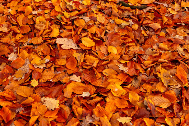 dried falled autumn leaves of the fall season with beautiful colors for background - Photo, Image