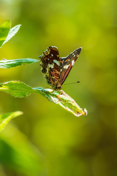 araschnia levana die Landkarte Schmetterling Sommerbrut Nahaufnahme Portrait - Foto, Bild