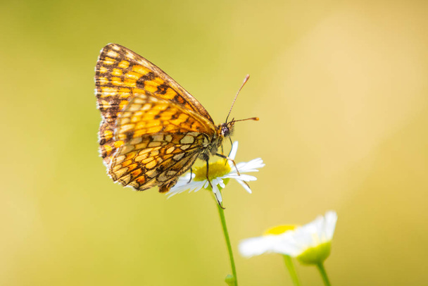 Melitaea deione herkomstvlinder (Fritillaire vlinder) - Foto, afbeelding