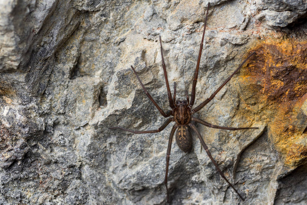 L'araignée géante de la maison (Tegenaria sp) dans une grotte
 - Photo, image