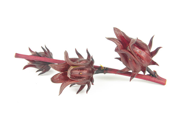Roselle, Jamaican Sorelor ή Hibiscus sabdariffa απομονωμένα κατά την - Φωτογραφία, εικόνα
