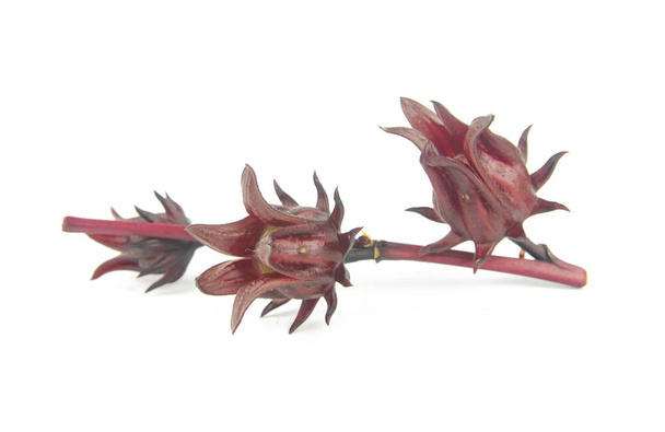 Roselle, Jamaïcain Sorelor ou Hibiscus sabdariffa isolé sur lequel
 - Photo, image