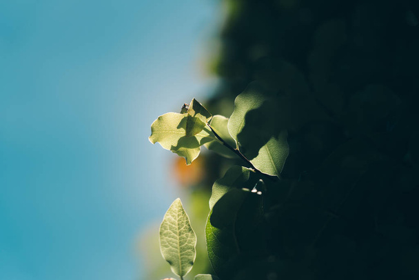 green leaves background; nature background - 写真・画像