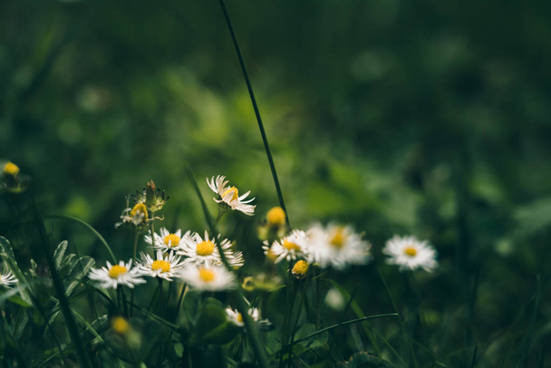Chamomile field flowers background; nature background - 写真・画像
