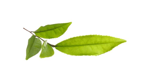 Tea plant with fresh green leaves isolated on white - 写真・画像