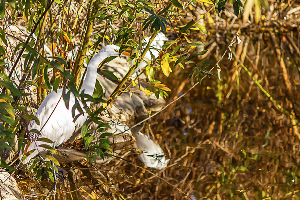 great white egrets standing on shoreline among rocks and bushes - Photo, Image