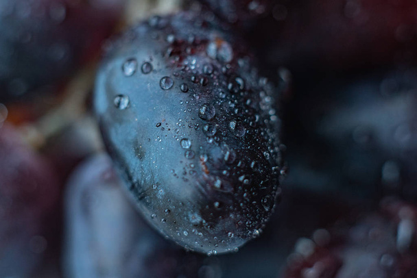 close up macro of blue fresh organic grapes with the water drops on it - Foto, imagen